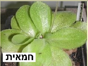 עלי חמאית דביקים